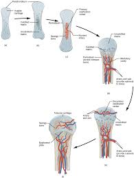 This is a quiz called label the long bone and was created by member deanne1480 advertisement. Unit 12 The Skeletal System Douglas College Human Anatomy Physiology I 2nd Ed