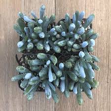 Image result for tbn:HNtrRnQBmFuaxM::www.bluechopsticks.com/img_large/800CC_0805S1015.jpg