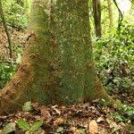 Image result for Celtis mildbraedii