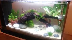 Fluval Spec V Youtube Fresh Water Fish Tank Fish Tank Fish Tank Design