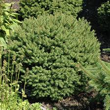 Learn more or request a demo about how spruce can bring your business. Hildburghausen Norway Spruce Picea Abies Hildburghausen In Boston Hopkinton Chelmsford Hingham Middleborough Massachusetts Ma At Weston Nurseries