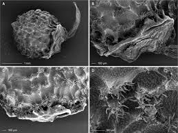 Image result for Scleria sp.no.1