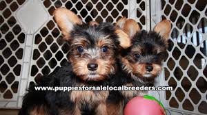 Browse thru our id verified puppy for sale listings to find your perfect puppy in your area. Puppies For Sale In Ga Local Georgia Breeders Atlanta Puppies For Sale Local Breeders