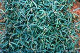 Image result for Aeschynomene bullockii