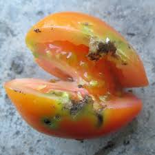 Managing Tuta absoluta in Agricultural production systems – PlantwisePlus  Blog