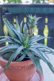 Die Ananas Als Zimmerpflanze So Mag Sie Es Am Liebsten