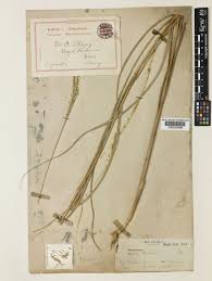 Image result for Phacelurus