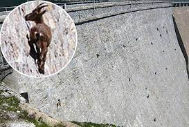 Goats Climb Dam Wall Alpine Ibex Ibex Goat Dam