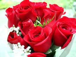 Check spelling or type a new query. Red Rose Wallpapers Free Download Group 70