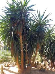 Image result for yucca gigantea en casa