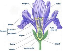 Sexual Reproduction In Flowering Plants Class 10 How Do