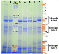 Image result for Corchorus saxatilis