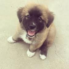 Black And White Great Pyrenees Lab Mix German Shepherd Great Pyrenees Puppy Great Pyrenees Great Pyrenees Puppy Dog Lovers