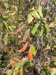 Image result for Combretum celastroides
