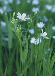 Image result for Stellaria sennii