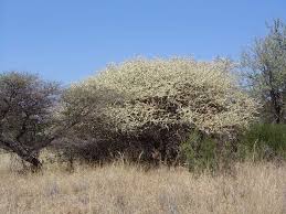 Image result for Acacia mellifera
