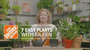 We did not find results for: Indoor Plants That Are Easy To Maintain The Home Depot