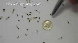 Since termites use their powerful senses to detect danger and food around them, treating homes to remove the pests. Termite Swarmers Youtube