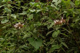 Image result for Virectaria