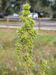 Image result for Mesosphaerum pectinatum