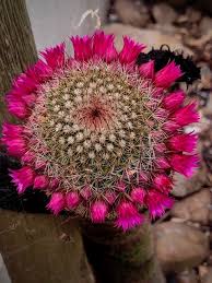 The rounded form, when it is young, has fuzzy scales and yellow flowers. Prickly Beauties 7 Flowering Cacti Easy To Love