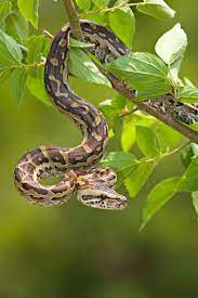Python Snake Farm Cute Snake Beautiful Snakes
