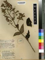 Image result for Dissotis brazzae