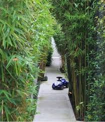 Oh, and there is a 'how to' video as well! Bamboo Garden Ideas Backyards 16 Bamboo Garden Backyard Garden Bamboo Landscape