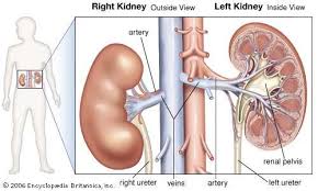 renal system definition function diagram facts