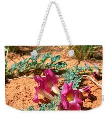 Image result for Harpagophytum procumbens