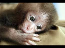 Buying A Cute Baby Monkey Pet In Jakarta Street Youtube