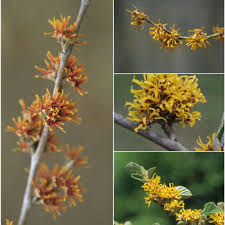 Image result for Hamamelis mollisi