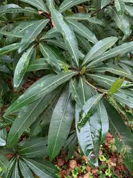 Image result for Breonadia