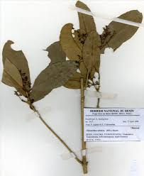 Image result for Chionanthus niloticus