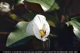 Image result for Ottelia ulvifolia