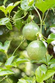 Spread the seeds out onto burlap and rub them until the juice sacs burst open. Young Green Passion Fruit On Trees With Green Leaves At Background Stock Photo Picture And Royalty Free Image Image 65137142