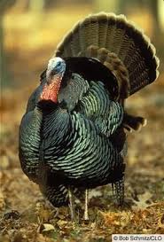 Wild Birds That Look Like Turkeys Pin By Jerry On Turkeys Wild Turkey Animals Wild Wild Birds