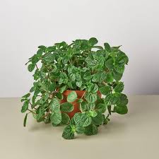 Image result for Pilea rivularis