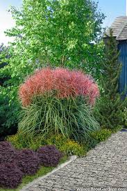 Image result for Oxyanthus goetzei