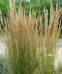 Tall Tough Grass Calamagrostis X Acutiflora Karl Foerster Garten Reitgras Plant Design Plants Garten