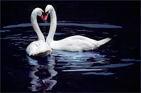 Swans Because They Mate For Life And Aren T As Scary As Penguins Swan Love Swan Wallpaper Animals