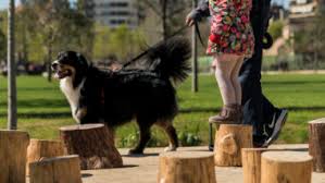 A bigger and better proposal for areas shared with dogs | Info ...