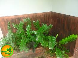 Jika ditinjau dari segi morfologi bunganya, daun dolar memiliki bunga tunggal. Bunga Dolar Pembawa Hoki