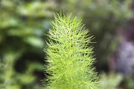 見分けにくい植物 1 フェンネルとディルはそっくり フェンネルとディルの違い 味 香り 見分け方など詳説 ハーブ 薬草 Namiki Herb Garden Journal