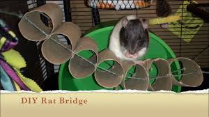 Well, zaru and i will be taking home baby boy ratties for new years, so i've been lurking rat forums and stuff for the past few months. How To Make A Diy Bridge For Your Rat Cage