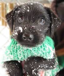 snow puppy likes the snow cute animals cute animal photos cute dogs
