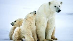 Polar Bears Live In The Arctic Near The North Pole Pin By Helen Jackson On Theme Arctic Polar Bear Polar Bears Live Bear