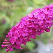 Image result for buddleia davidii
