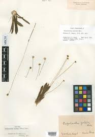 Image result for Syngonanthus welwitschii