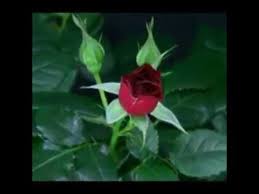 We did not find results for: Beautiful Flower Juma Mubarak Youtube